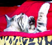 bengal Kittens For Sale in New mexico