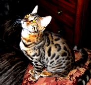 BENGAL BREEDER IN NEW MEXICO