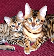 Kittens for Sale, Buy a Kitten, Purchase a Kitten, Buy a Bengal