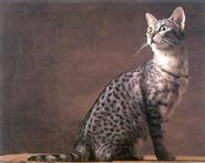 BENGAL, ASIAN LEOPARD CAT, EGYPTIAN MAUS