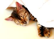 Cat health, bengal cattery in new mexico