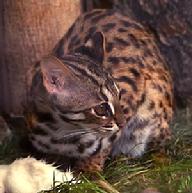 wild leopard cat