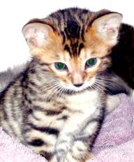 New Bengal Cats and Kittens