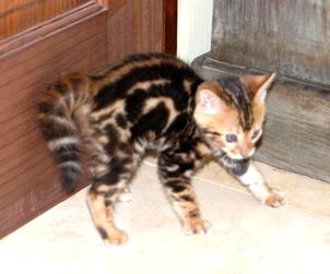Bengal Breeder New Mexico, Bengal Cat Pictures